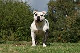 BOULEDOGUE AMERICAIN 279